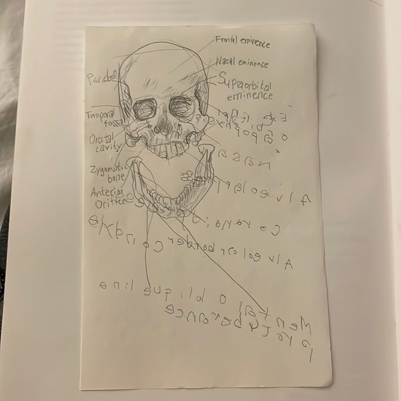 Skull Study - Picture 1 of 2